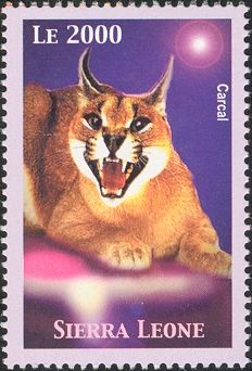Caracal (Caracal caracal)