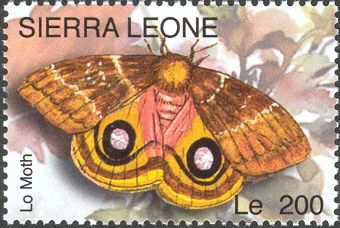 Io Moth (Automeris io)