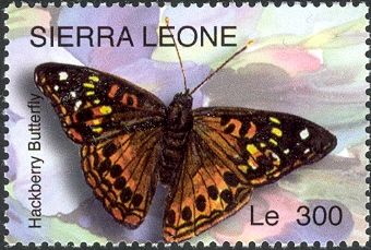 Hackberry Butterfly (Asterocampa celtis)