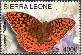 Great Spangled Fritillary (Speyeria cybele)