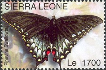 Pipevine Swallowtail (Battus philenor)