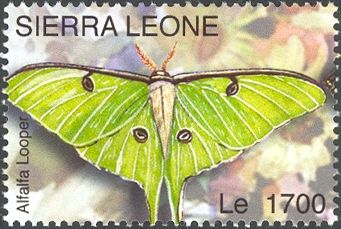 Alfalfa Looper (Autographa californica)