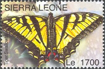 Eastern Tiger Swallowtail (Papilio glaucus)