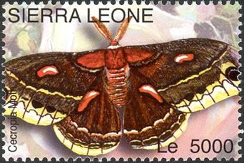 Cecropia Moth (Hyalophora cecropia)