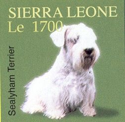 Sealyham Terrier (Canis lupus familiaris)