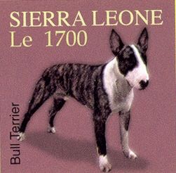 Bull Terrier (Canis lupus familiaris)