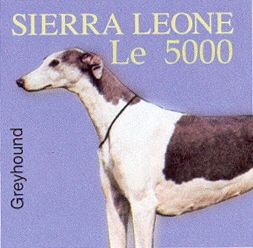 Greyhound (Canis lupus familiaris)