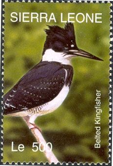 Belted Kingfisher (Megaceryle alcyon)