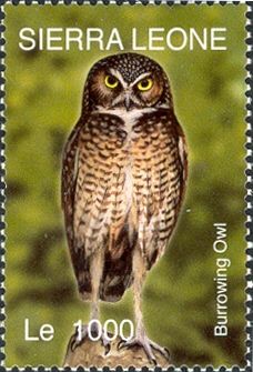 Burrowing Owl (Athene cunicularia)