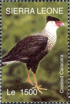 Crested Caracara (Caracara plancus)