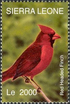 Northern Cardinal (Cardinalis cardinalis)