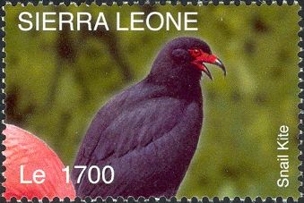 Snail Kite (Rostrhamus sociabilis)