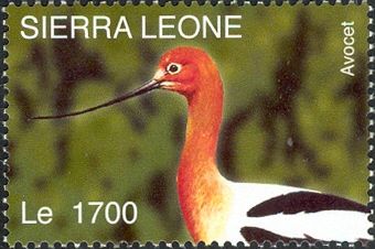 American Avocet (Recurvirostra americana)