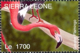 American Flamingo (Phoenicopterus ruber)
