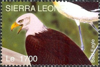 Bald Eagle (Haliaeetus leucocephalus)