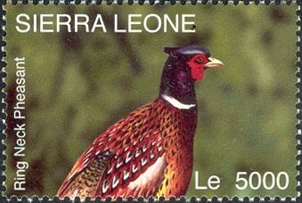 Common Pheasant (Phasianus colchicus)