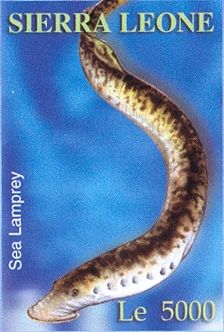 Sea Lamprey (Petromyzon marinus)