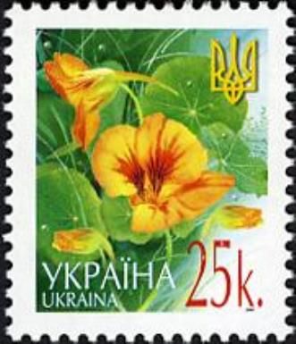Nasturtium (Tropaeolum majus)