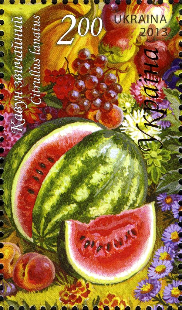 Watermelon (Citrullus lanatus)