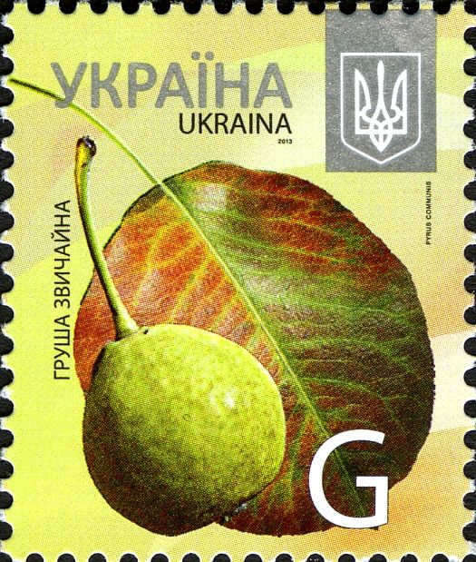 Pear (Pyrus communis)