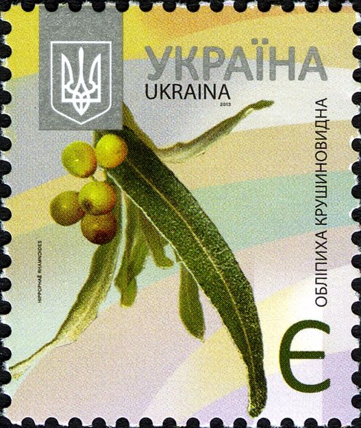Common Sea-buckthorn (Hippophae rhamnoides)