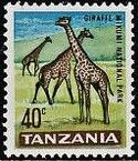 Giraffe (Giraffa camelopardalis) in Mikumi National Park