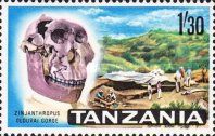 Skull of Zinjanthropus - Olduvai Gorge