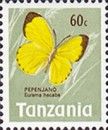 Large Grass Yellow (Eurema hecabe)