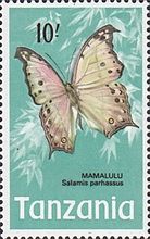 Forest Mother-of-pearl (Salamis parhassus)