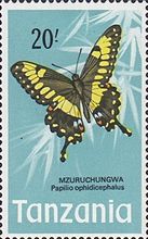 Emperor Swallowtail (Papilio ophidicephalus)