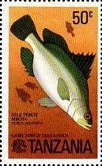 Nile Perch (Lates niloticus)