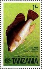 Nile Tilapia (Oreochromis niloticus)