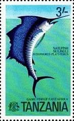 Indo-pacific Sailfish (Istiophorus platypterus)