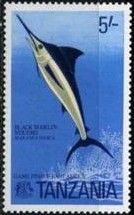 Black Marlin (Makaira indica)
