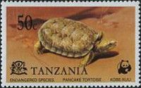 Pancake Tortoise (Malacochersus tornieri)