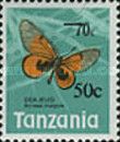 Black-blotched Acraea (Acraea insignis)