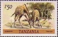Giraffe (Giraffa camelopardalis)