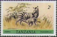 Burchell's Zebra (Equus burchelli)