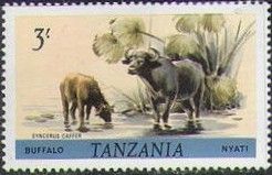 African Buffalo (Syncerus caffer)