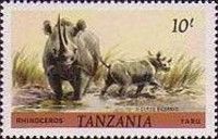 Black Rhinoceros (Diceros bicornis)