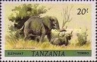 African Elephant (Loxodonta africana)