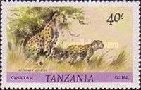 Cheetah (Acinonyx jubatus)