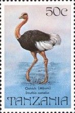 Common Ostrich (Struthio camelus)