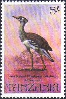 Kori Bustard (Ardeotis kori)