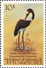 Saddle-billed Stork (Ephippiorhynchus senegalensis)