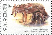 Side-striped Jackal (Canis adustus)