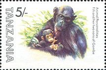 Chimpanzee (Pan troglodytes), Fifi with Young - Gombe