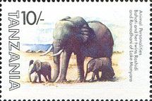African Elephant (Loxodonta africana), Bahati, Tashidi und R