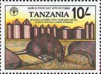Rat (Rattus sp.) Eats Grain