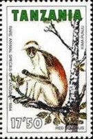 Zanzibar Red Colobus (Piliocolobus kirkii)